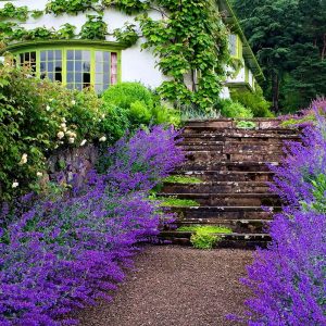 Garden steps with Nepeta