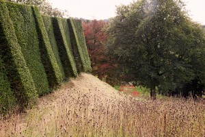 yew hedges and meadow at perrycroft garden
