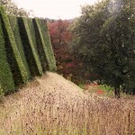 yew hedges and meadow at perrycroft garden